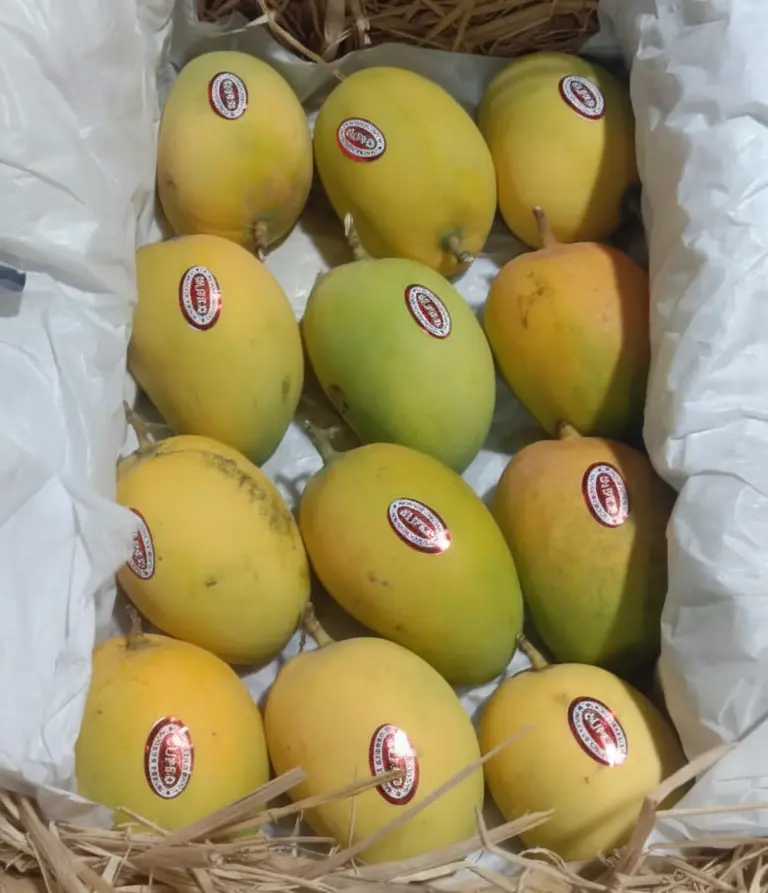 Export Quality Alphonso Mango (1 Dozen)