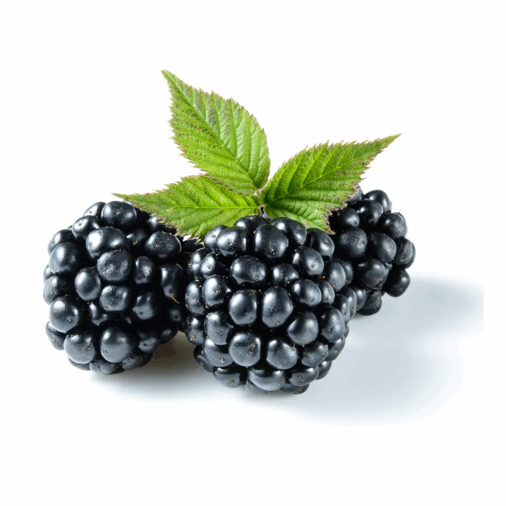 Fresh Blackberry (Imported) (125 gm)
